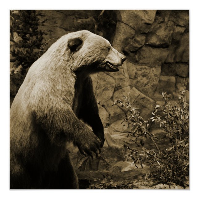 Proud Bear Poster (Front)