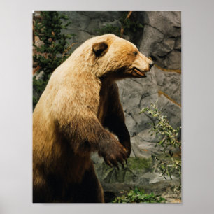 Proud Bear Poster