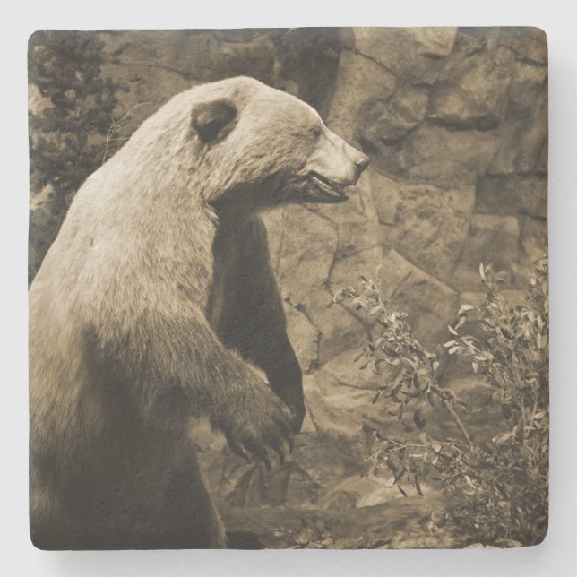 Proud Bear Stone Coaster (Front)