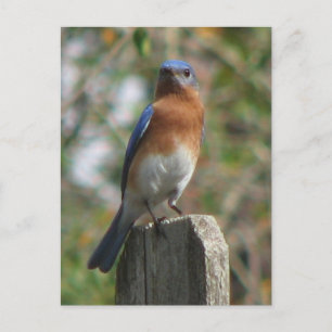 Proud Bluebird Postcard
