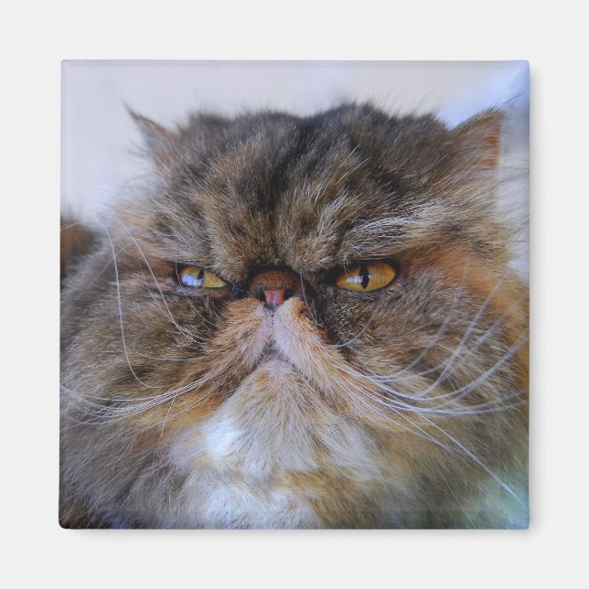 Proud Calico Persian Cat Magnet (Front)
