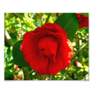 Proud Camelia Photo Print