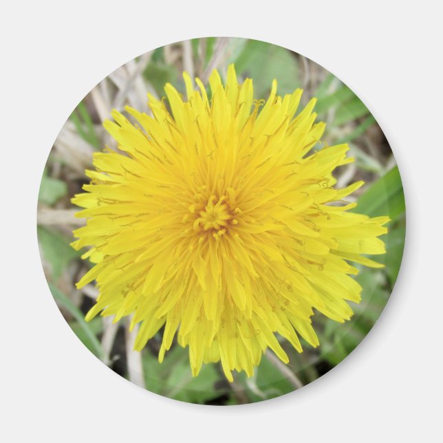 Proud Dandelion Flower. Magnet (Front)
