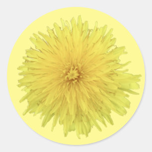 Proud Dandelion Flower - transparent. Classic Round Sticker
