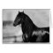 Proud Friesian black stallion horse