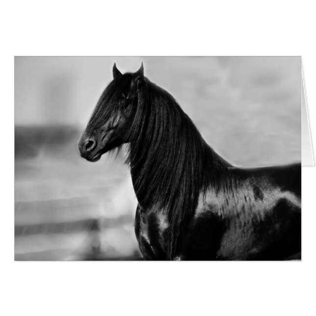 Proud Friesian black stallion horse (Front Horizontal)