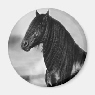 Proud Friesian black stallion horse Magnet