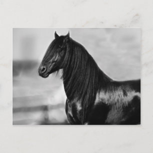 Proud Friesian black stallion horse Postcard