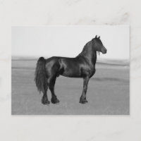 Proud Friesian black stallion horse