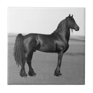 Proud Friesian black stallion horse Tile