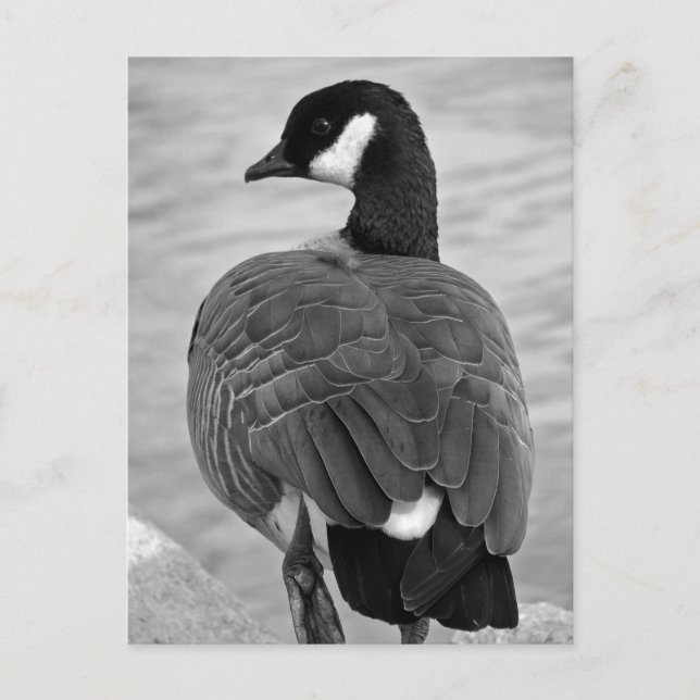 Proud Goose Postcard (Front)