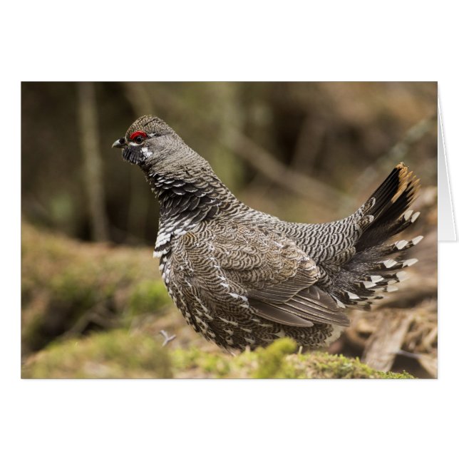 Proud Grouse (Front Horizontal)