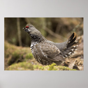 Proud Grouse Poster