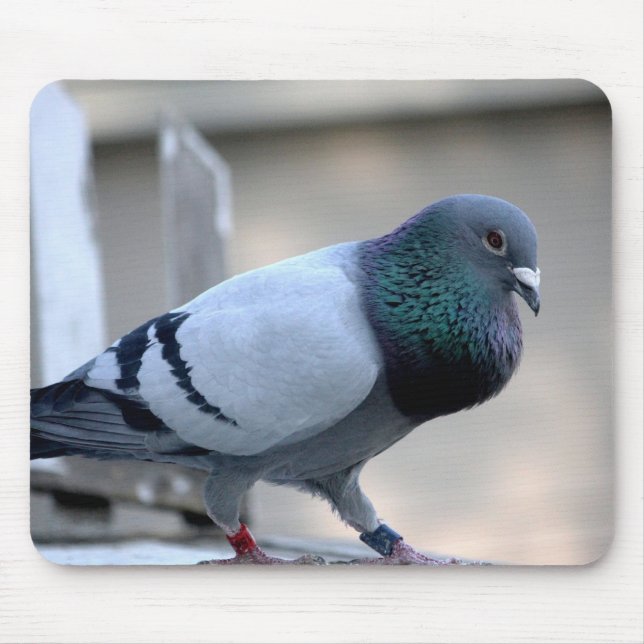 Proud Homing Pigeon Mousepad (Front)