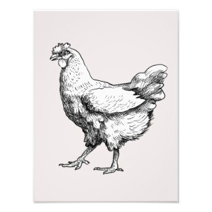 Proud little hen! photo print