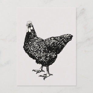 Proud little hen! postcard