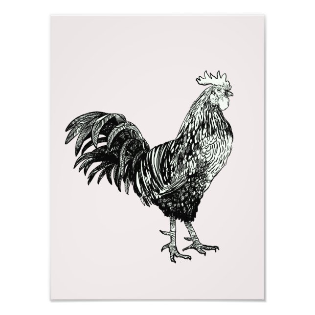 Proud little rooster! photo print (Front)