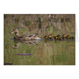 Proud Mama Mallard