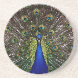 Proud Peacock coaster