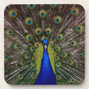 Proud Peacock coasters