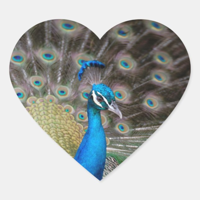 proud peacock heart sticker (Front)