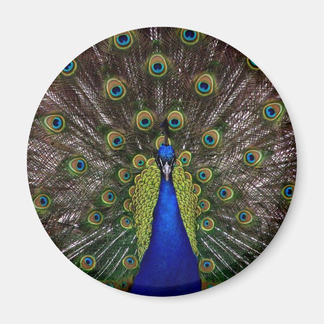 Proud Peacock magnet (Front)