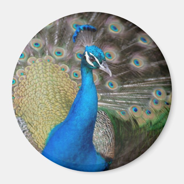 Proud Peacock Magnet (Front)