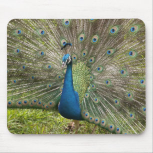Proud Peacock Mouse Pad