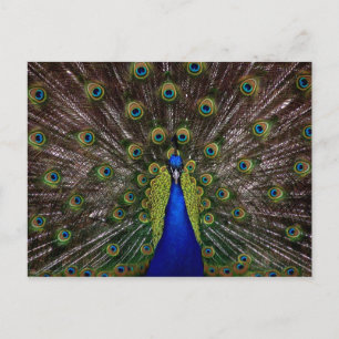 Proud Peacock postcard