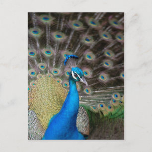 Proud Peacock Postcard