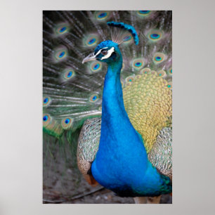 Proud Peacock Poster