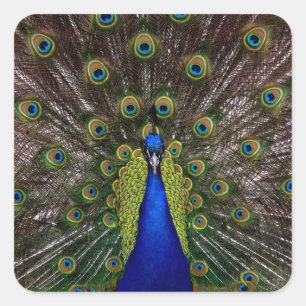 Proud Peacock stickers