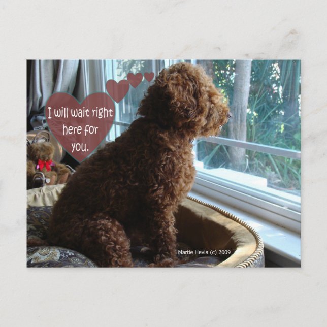 Proud Poodle - Missing You - Postcard (Front)