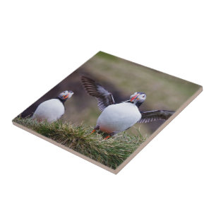 Proud Puffin Ceramic Tile