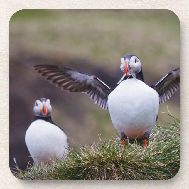 Proud Puffin Coaster (Front)