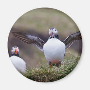 Proud Puffin Magnet