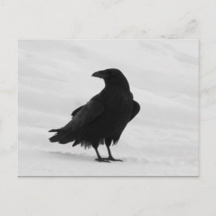 Proud Raven Postcard