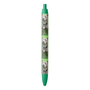 Proud Staffordshire Bull Terrier, Pen