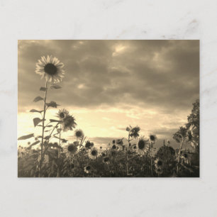 Proud Sunflower at Sunset - Postcard