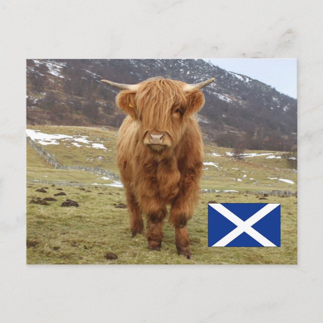 Proud to be Scottish! Postcard (Front)