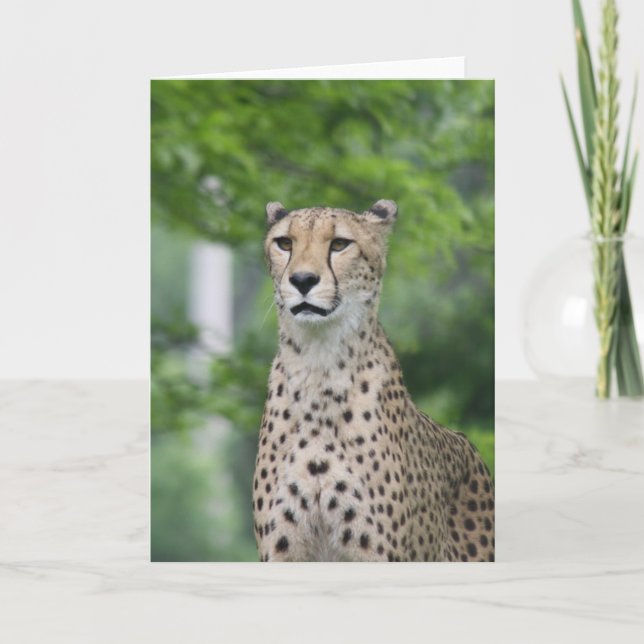ProudCheetah Card (Front)