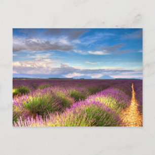 Provence - Lavender fields postcard
