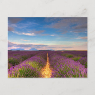 Provence - Lavender fields postcard