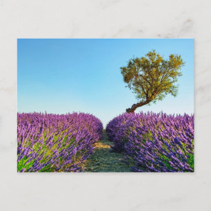 Provence Postcard