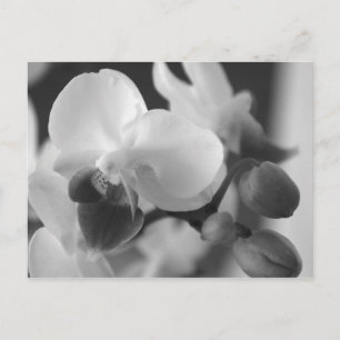 Proverbs 10:12 Orchid Postcard