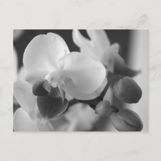 Proverbs 10:12 Orchid Postcard