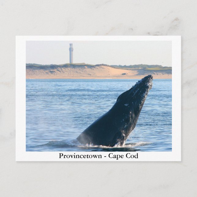 Provincetown - Cape Cod postcard (Front)