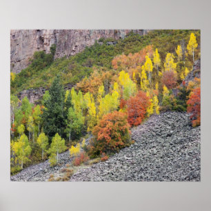 Provo River and aspen trees 10 Poster