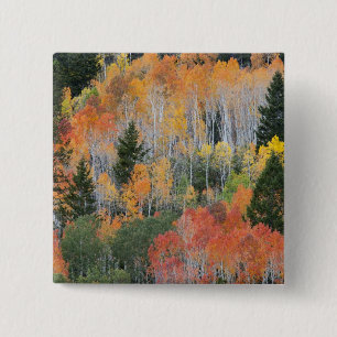 Provo River and aspen trees 11 15 Cm Square Badge