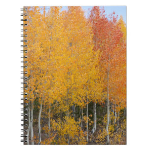 Provo River and aspen trees 13 Notebook